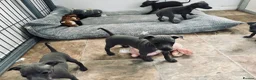 Italian Greyhound dogs for sale: BEAUTIFUL ITALIAN GREYHOUND PUPPIES  - Advert 18
