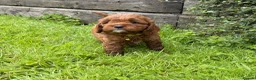 Cavapoo dogs for sale: Beautiful F1 Red Cavapoo puppies  - Advert 11