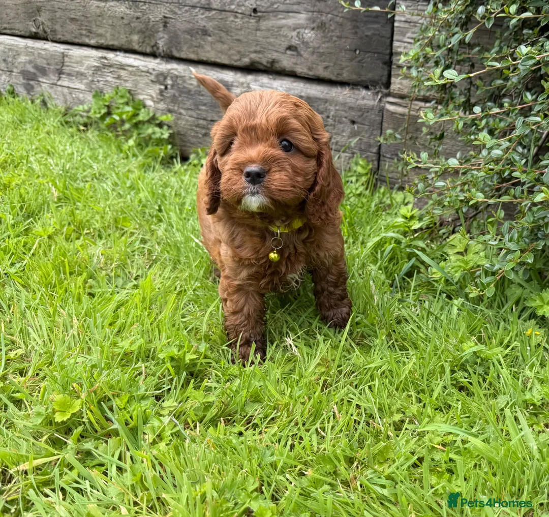 Cavapoo dogs for sale: Beautiful F1 Red Cavapoo puppies  - Advert 1