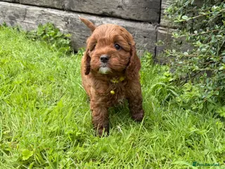 Cavapoo dogs Beautiful F1 Red Cavapoo puppies - Advert 1