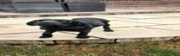 Labrador Retriever dogs for sale: 1 STUNNING BLACK KC BOY - Advert 6