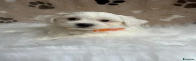 Maltipoo 2