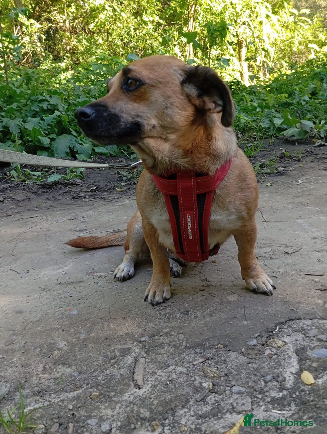 Mixed Breed dogs for adoption: 💖🐶 BONNY 🐶💖 - Image 5