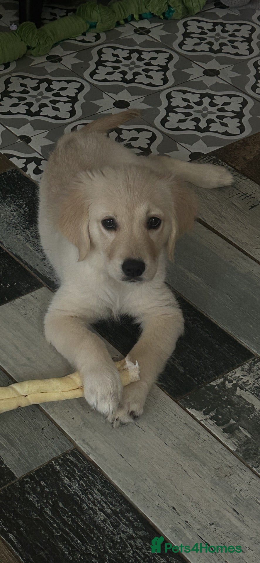 Golden Retriever dogs for sale: Golden retriever puppies - Advert 3