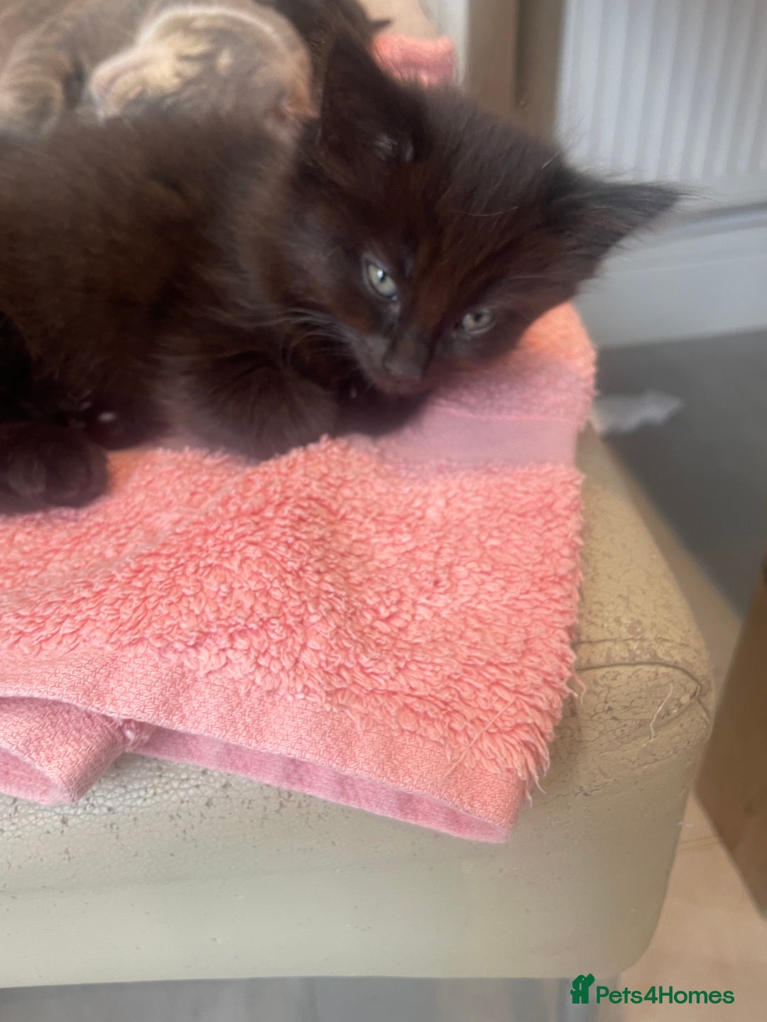 British Shorthair cats for sale: Beautiful kittens for sale - Image 10