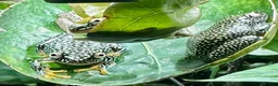 Frog reptiles for sale: Starry Night Reed Frogs Sexed Pairs  in Bristol - Advert 2