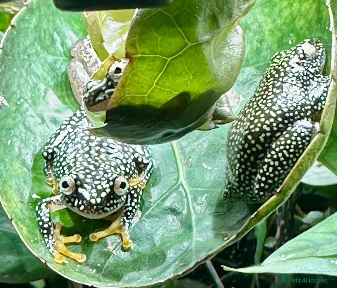 Frog reptiles for sale: Starry Night Reed Frogs Sexed Pairs  in Bristol - Advert 2