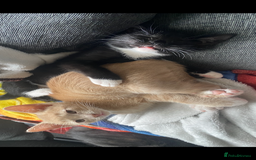 Mixed Breed cats for sale: 3 beautiful kittens available now! - Image 8