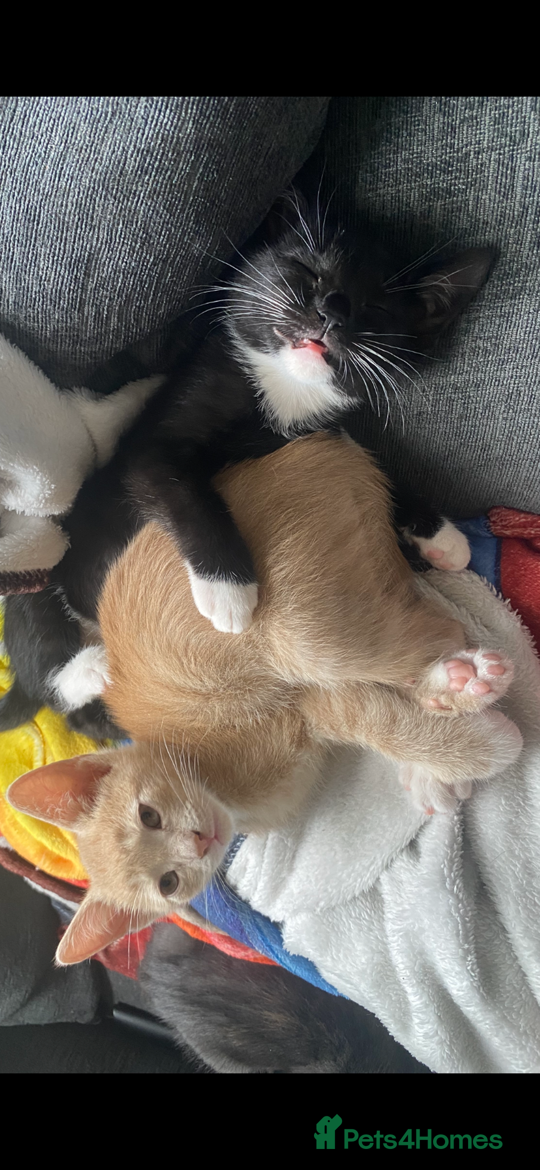Mixed Breed cats for sale: 3 beautiful kittens available now! - Image 8