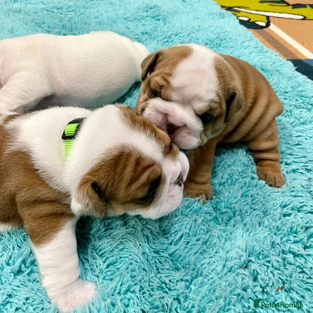 English Bulldog dogs 🐾English Bulldog Puppies Available - Advert 8