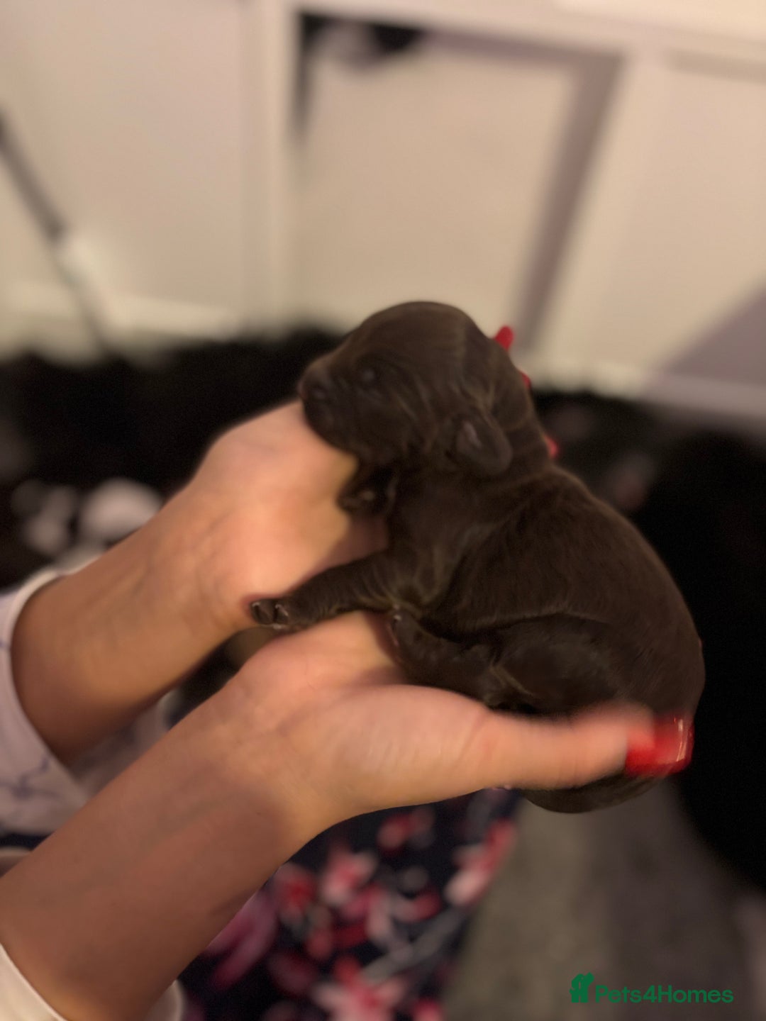 Cockapoo dogs for sale: Cockapoos puppies for sale *ready 19th feb* - Advert 27