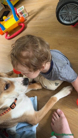 Mixed Breed dogs - Advert 11