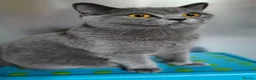 British Shorthair cats for sale: GCCF British Shorthair Champion Bloodline - Advert 2
