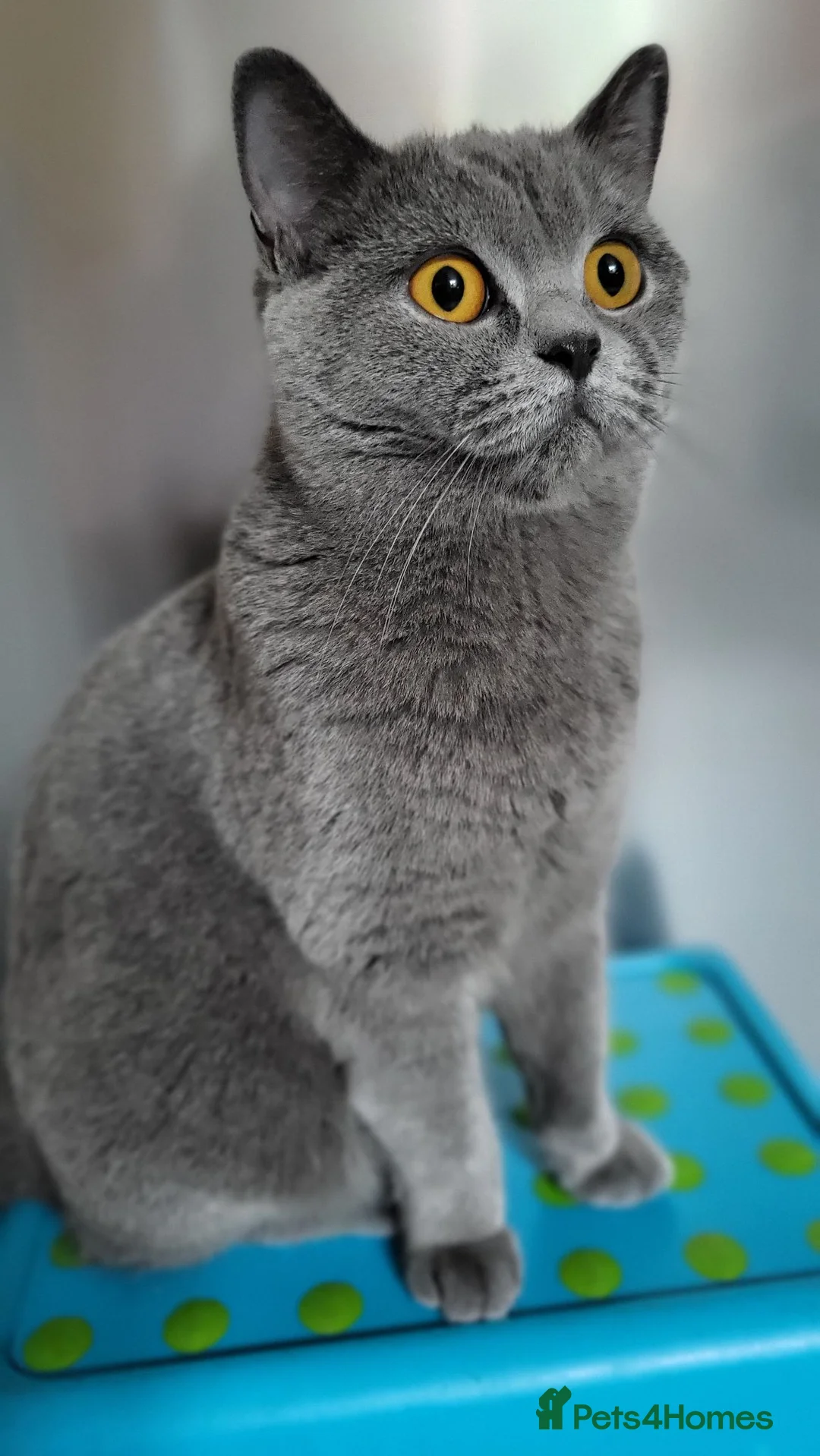 British Shorthair cats for sale: GCCF British Shorthair Champion Bloodline - Advert 2