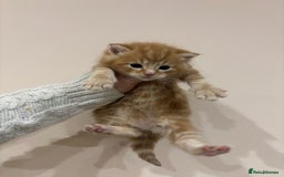 Mixed Breed cats for sale: Gorgeous kittens READY NOW - Image 1