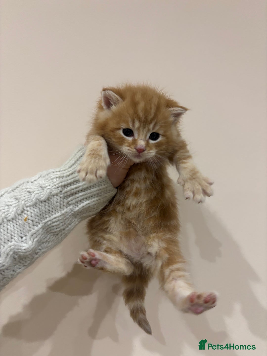 Mixed Breed cats for sale: Gorgeous kittens READY NOW - Image 1
