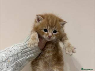 Mixed Breed cats for sale - Advert 1