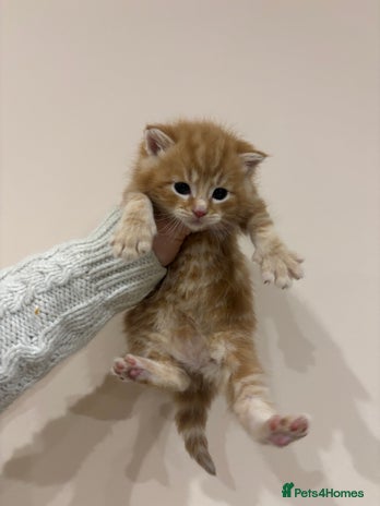 Mixed Breed cats - Advert 9