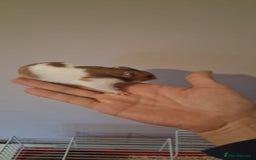 Hamster rodents for sale: Male Syrian Hamster  - Image 5