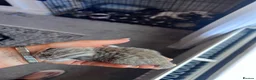 British Shorthair cats for sale: Beautiful British short hair kittens - Advert 16