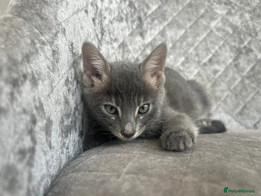 Bengal cats for sale: 💙Beautiful Blue Bengal Kittens - TICA Reg 💙 - Advert 6