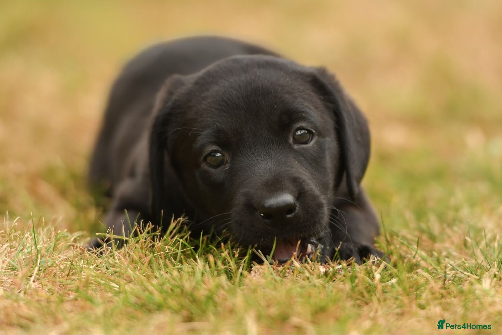Labrador Retriever dogs Pedigree Black Labrador puppy available - Advert 14
