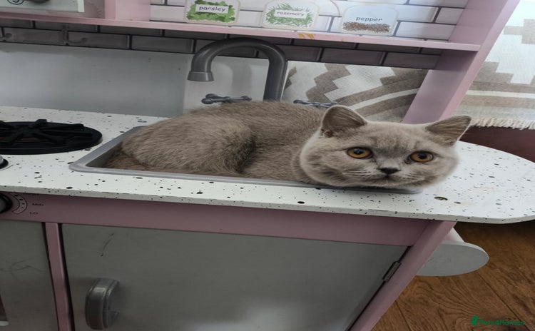 British Shorthair cats - Advert 15