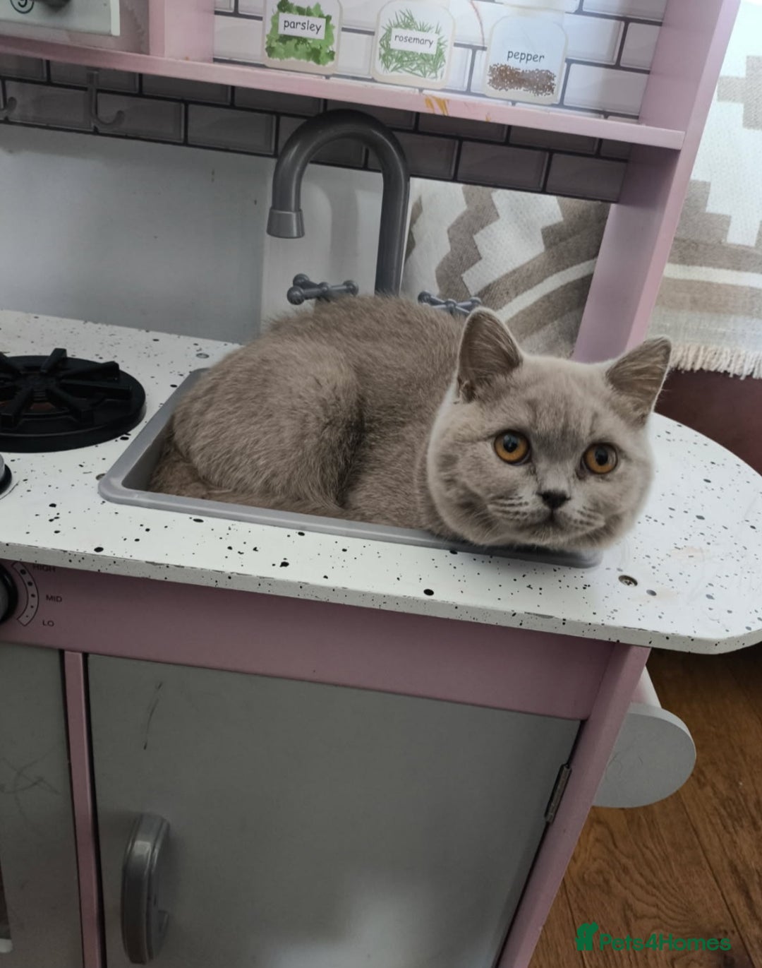 British Shorthair cats for sale: ACTIVE GCCF Lilac kitten - Image 1
