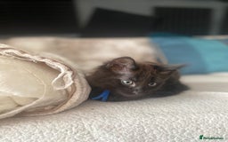 Maine Coon cats for sale: Beautiful Maine coon cross kittens  - Image 7