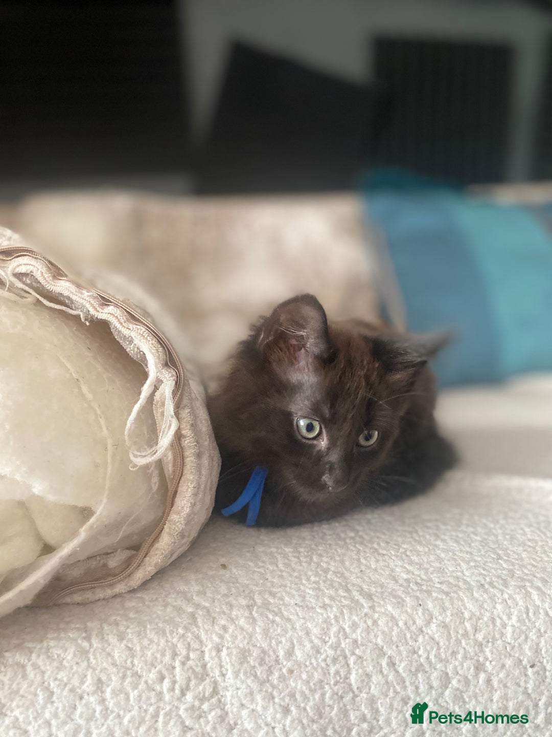 Maine Coon cats for sale: Beautiful Maine coon cross kittens  - Image 7