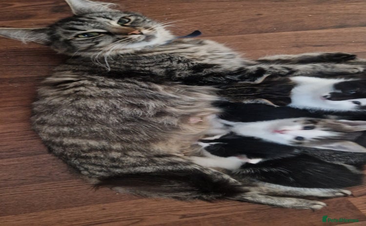 Mixed Breed cats - Advert 4