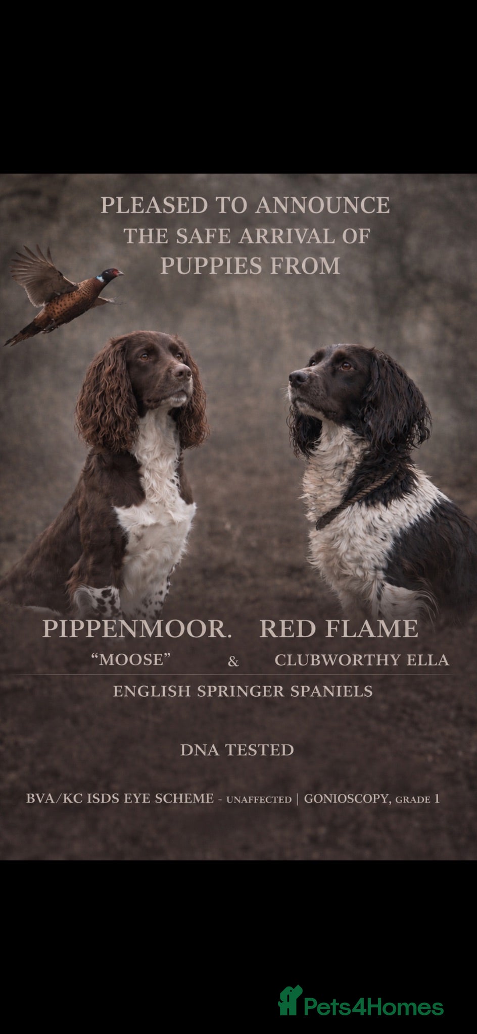 English Springer Spaniel dogs Fantastic ESS puppies  - Advert 8
