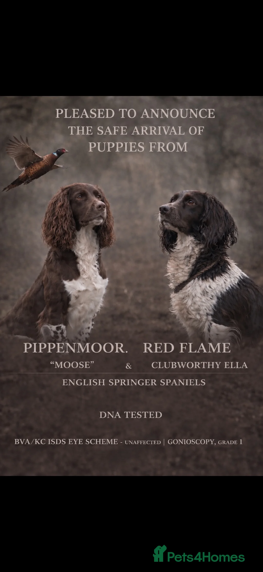 English Springer Spaniel dogs for sale: Fantastic ESS puppies  - Advert 1