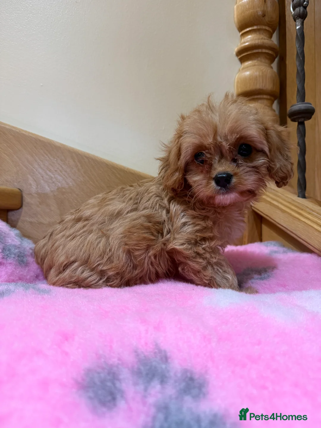 Cavapoochon dogs for sale: Cavapoochon - Advert 18