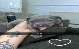 Staffordshire Bull Terrier dogs for sale: Staffy pups carry blue  - Advert 5