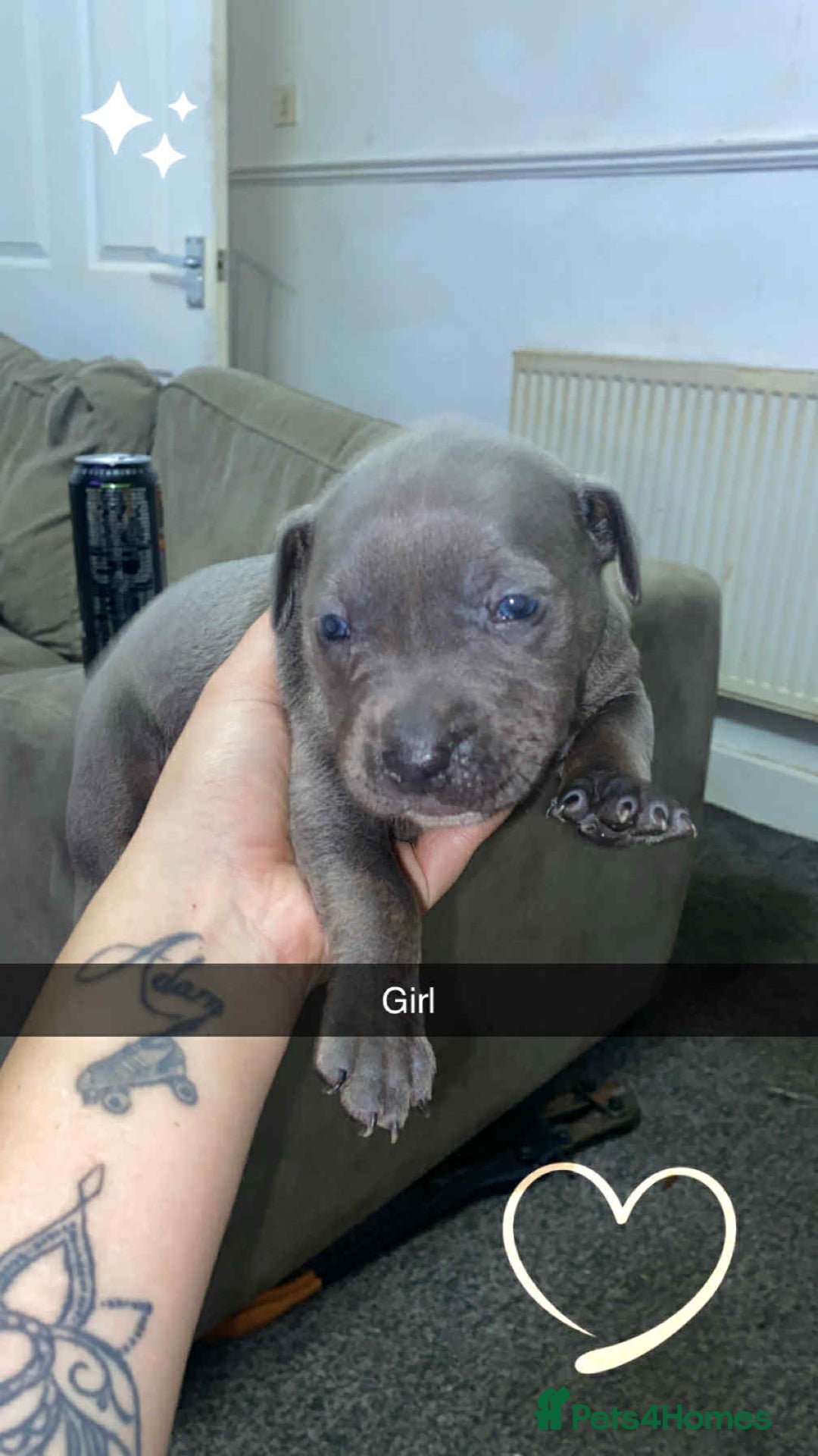 Staffordshire Bull Terrier dogs for sale: Staffy pups carry blue  - Advert 5