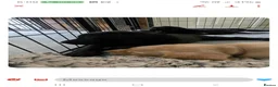 Labrador Retriever dogs for sale: Labrador's  in Chesterfield - Advert 18