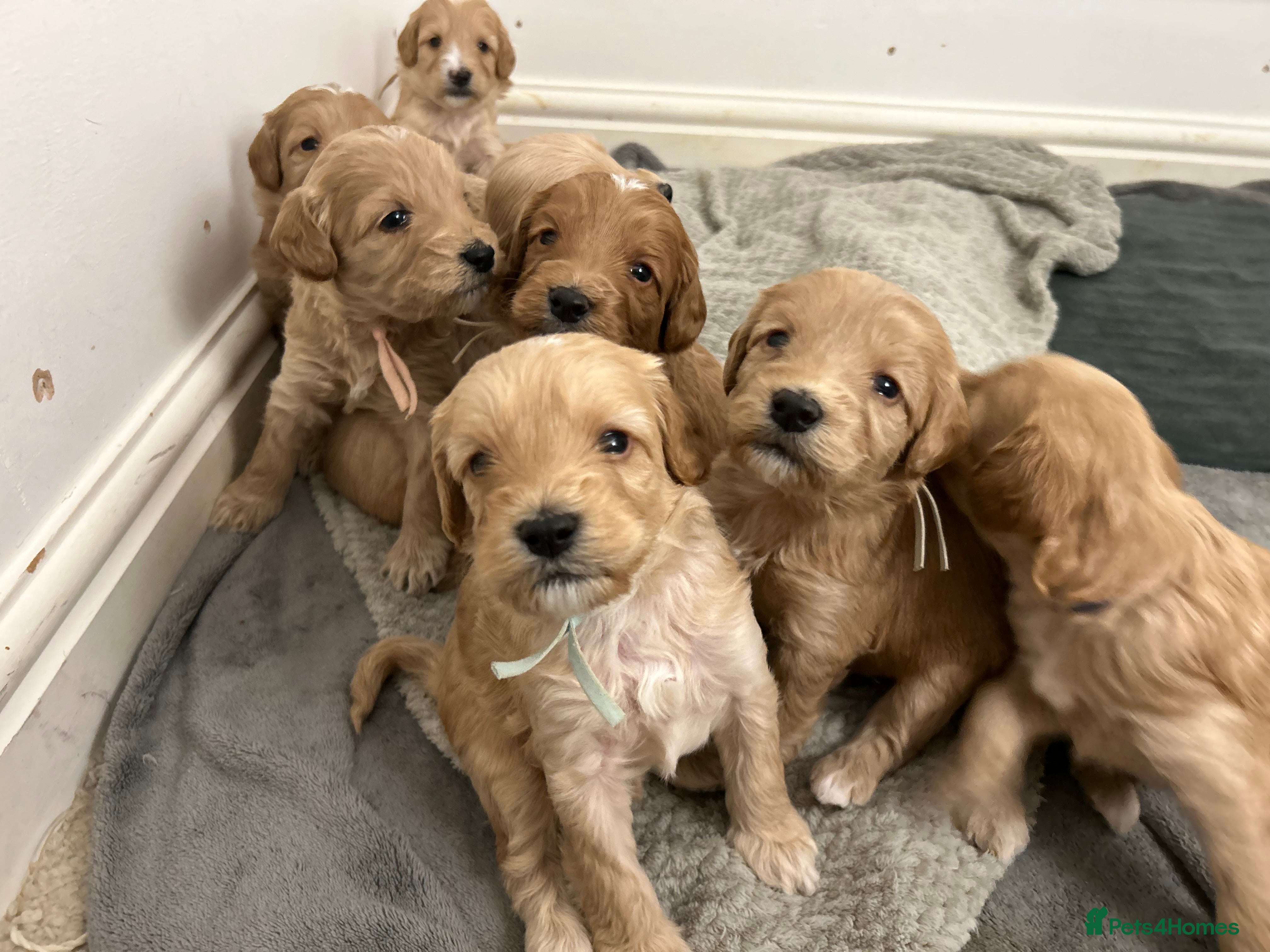 Cockapoo dogs F2 cockapoo’s for sale! 🌟  - Advert 17