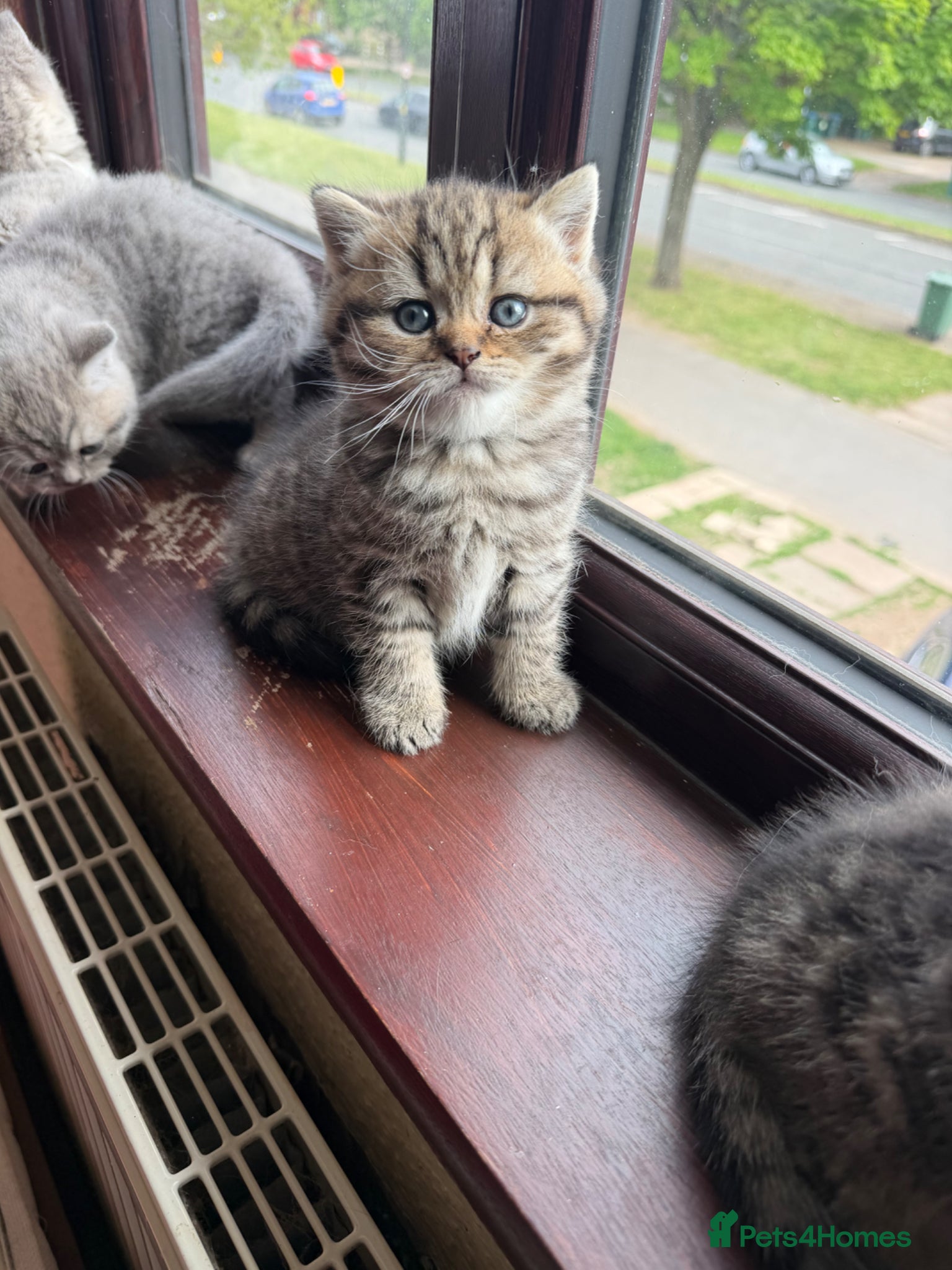 British Shorthair cats for sale: British Shorthair kittens 🐾 - Advert 1