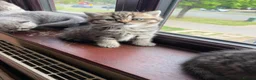 British Shorthair cats for sale: British Shorthair kittens 🐾 - Advert 1