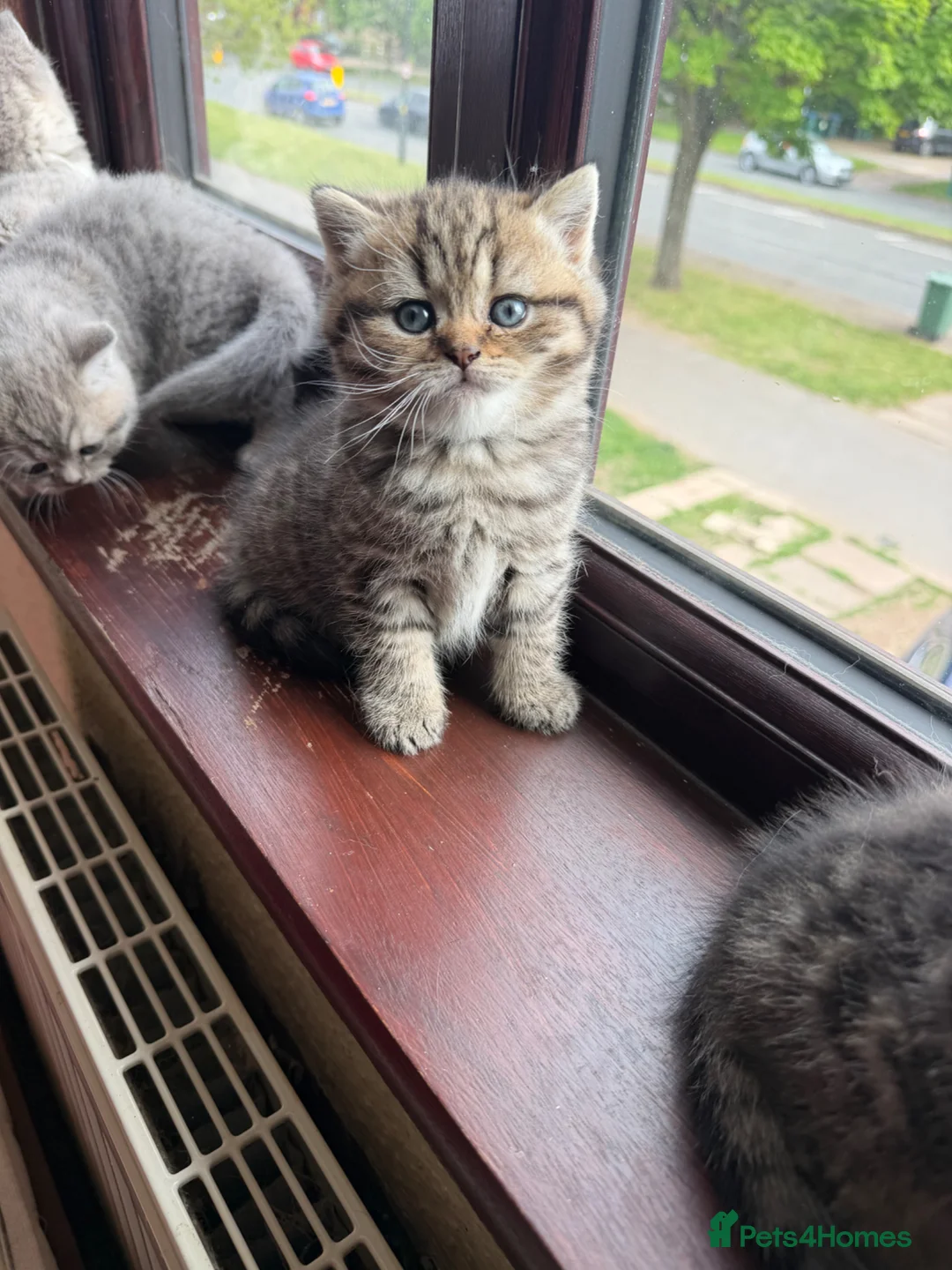 British Shorthair cats for sale: British Shorthair kittens 🐾 - Advert 1