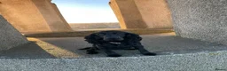 Cocker Spaniel dogs for sale: Working cocker spaniel puppies  - Advert 1
