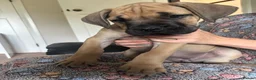 Cane Corso dogs for sale: Grand champion bloodline Cane Corso puppies  - Advert 14