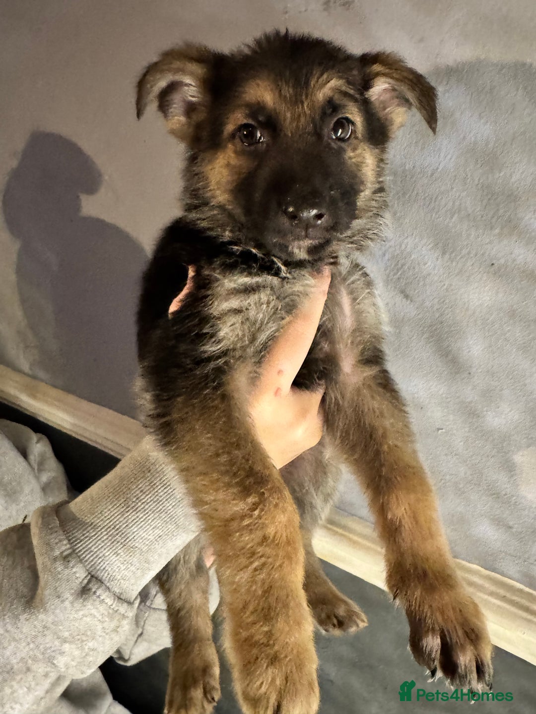 German Shepherd dogs for sale: Ready to meet your new best friend  - Advert 15