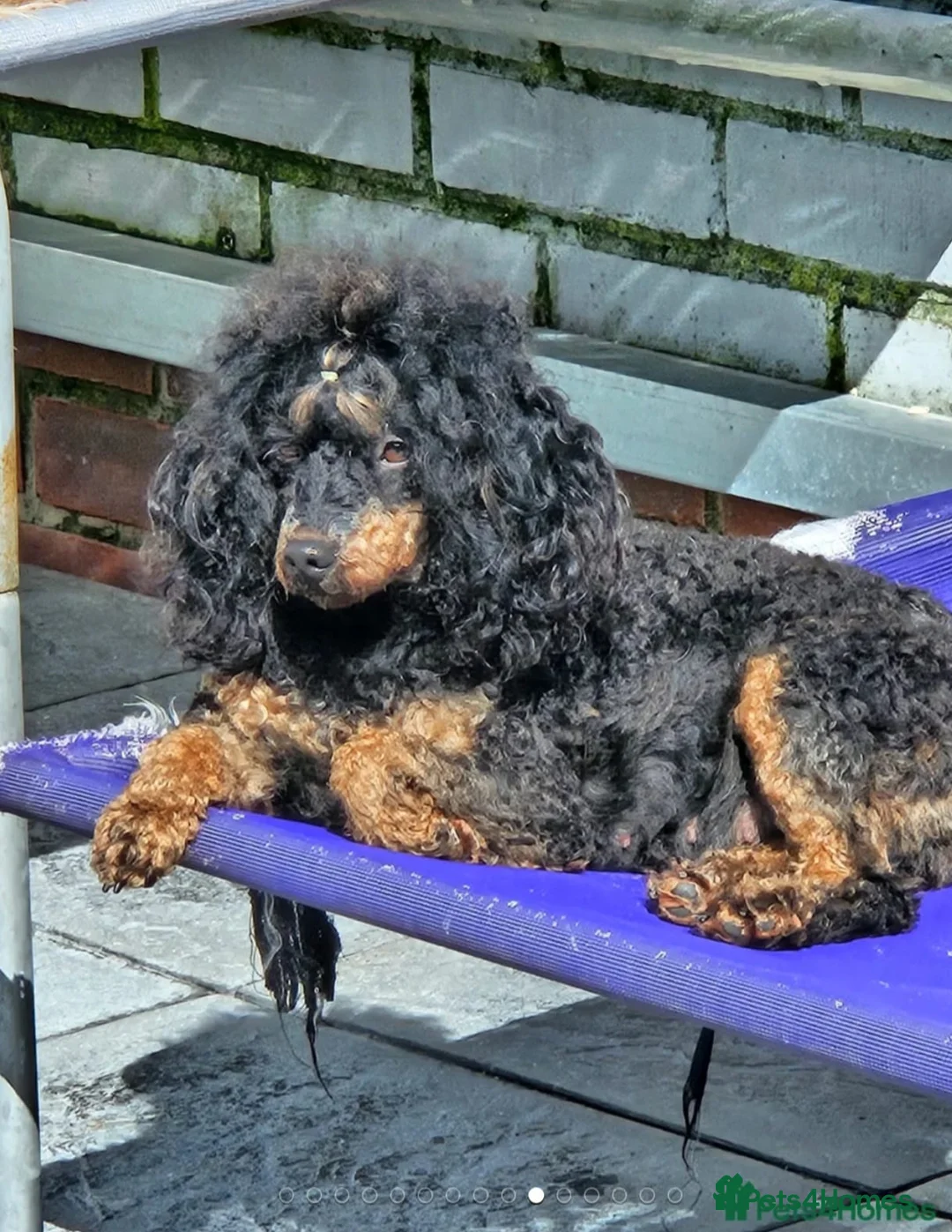 Toy Poodle dogs for sale: KC Reg Toy Poodle Puppies Health tested parents - Advert 15