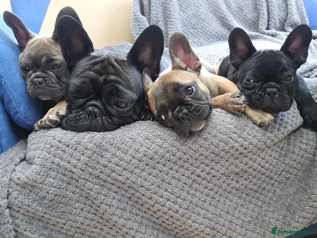 French Bulldog dogs for sale: Beautiful KC Registered French Bulldog  in Leicester - Advert 1