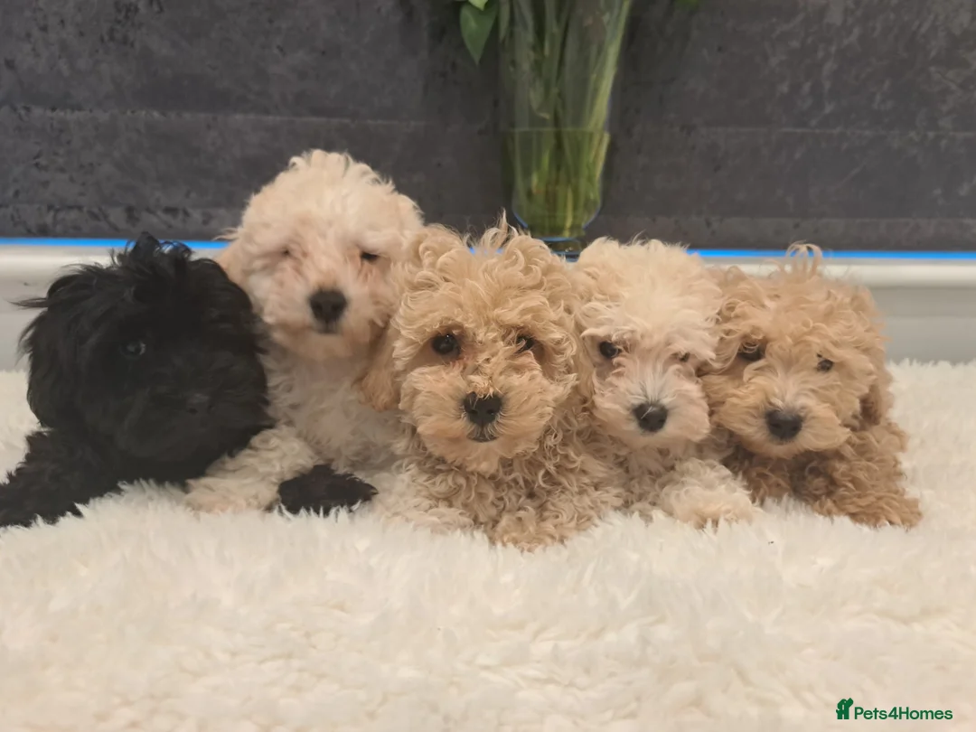 Cavapoo dogs for sale: Vet Checked F1 Cavapoo Puppies  - Advert 1