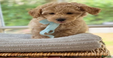 Mixed Breed dogs - Advert 2