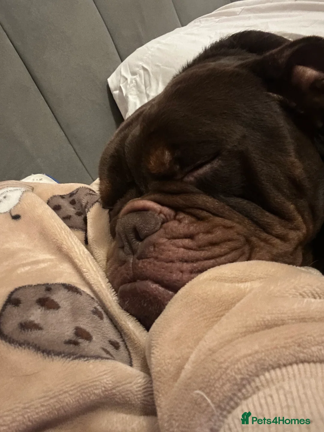 Olde English Bulldogge dogs for sale: 🔥Olde English bulldog puppies 🔥 - Advert 23