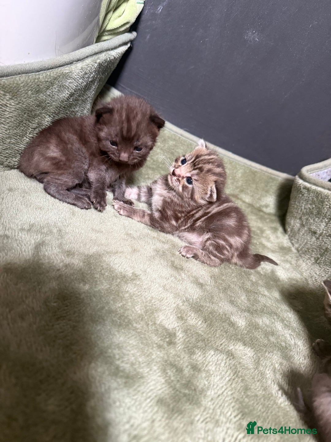 Mixed Breed cats for sale: Beautiful mixed breed kittens  - Image 3